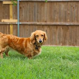 Daisy - Red female Dachshund puppy in Haslet, Texas from AG Dachshunds