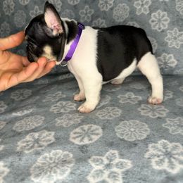 Girl 4 - Tricolors French Bulldog puppy in The Dalles, Oregon from RC French Bulldogs