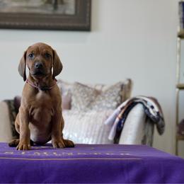 Wine Girl - Red female Redbone Coonhound puppy in Shreveport, Louisiana from BAFERD Kennels