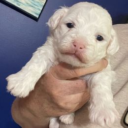 Bailey - White male Bichon Frise puppy in Cave City, Kentucky from Loretta's Pups