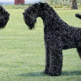Journey - Kerry Blue Terrier