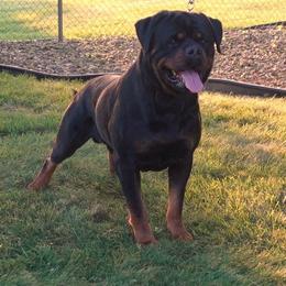 Vassabi - Rottweiler