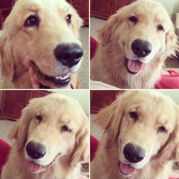 Honey - Golden Retriever