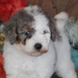 Blue Merle Parti - Blue merle female Aussiedoodle puppy in Lawton, Oklahoma from Lindsey’s Aussies