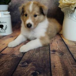 Collie Puppies from Circle H Farm