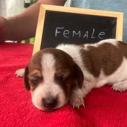 Maddy - Piebald female Dachshund puppy in Sharon Springs, New York from Show Us The Way Homestead