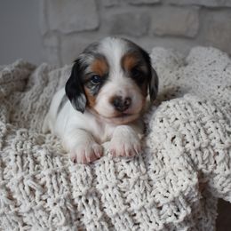 Girl 2 - Piebald female Dachshund puppy in Nephi, Utah from Wise lil Weeinies