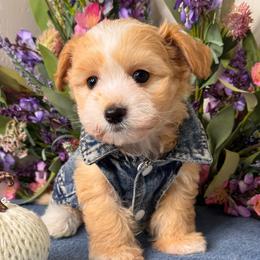 Sam - Apricot male Maltipoo puppy in Bakersfield, California from Silvia's Maltipoos