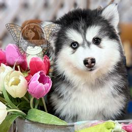 Monarch LiveWire - Black and white male Pomsky puppy in Greeley, Colorado from Monarch Pomskies | Northern Colorado