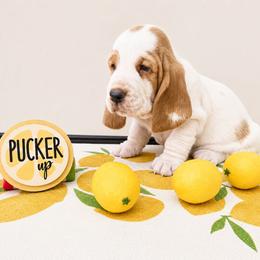 Willie - Red and white male Basset Hound puppy in Denison, Texas from Emma Lou's Baby Bassets