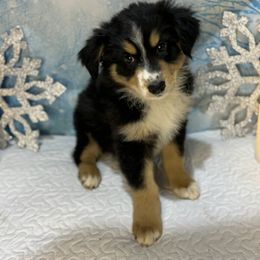 Australian Shepherd Puppies from Annie's Aussies