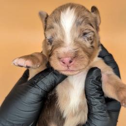 Remi4Boy2- RMM, LONG tail, blue eyes likely, CHIC-OFA-DNA-AKC Titled Parents - Red merle male Australian Shepherd puppy in South Hill, Virginia from Silverside Aussies LLC