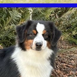 Stetson - Miniature American Shepherd