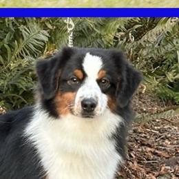 Stetson - Miniature American Shepherd