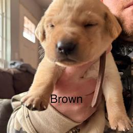 Brown Male (yellow) - Yellow male Labrador Retriever puppy in Moore, Oklahoma from Okiehuntinboyz Labrador Retrievers