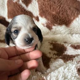 Simon - Cream male Dachshund puppy in Boswell, Indiana from Golden Moose Homestead
