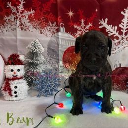 Jim Beam - Tiger male Perro de Presa Canario puppy in Horizon, Texas from Mesquite Creek Kennels