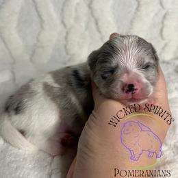 AKC BATMAN - Blue merle male Pomeranian puppy in Watkins Glen, New York from Wicked Spirits Pomeranians
