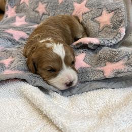Girl1 - Red female Cavapoo puppy in Sugarcreek, Ohio from True Hearted Doodles