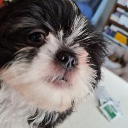 Boy 1----Toto - Black and white male Shih Tzu puppy in Bethlehem, Pennsylvania from Cinnamon's Shih Tzus