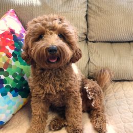 Caiya - Australian Labradoodle