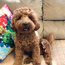 Caiya - Australian Labradoodle