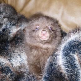 Hunnibunnies mocha - Chocolate female Pomeranian puppy in Cleveland, Ohio from Hunnibunnies