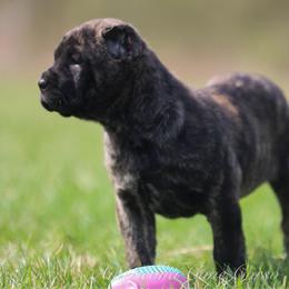 Berna - Black brindle female Cane Corso puppy in Cable, Ohio from Americana Cane Corso