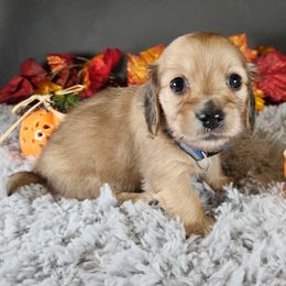 Dachshund Puppies from Mighty Paws Manor