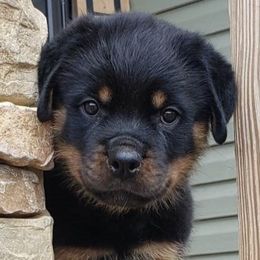 Rottweilers from Bella Vita Rottweilers