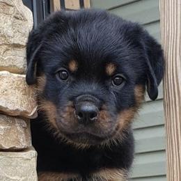 Rottweilers from Bella Vita Rottweilers