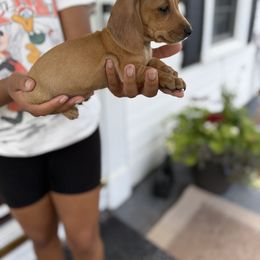 Dachshund and French Bulldog Puppies from Ohio House of Frenchies