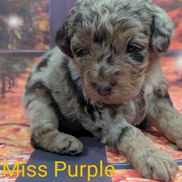 Goldendoodle, Golden Retriever, Labradoodle, and Labrador Retriever Puppies from Robertson's Retrievers and Doodles