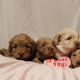 Australian Labradoodle Puppies from Llewellyn's Grove Labradoodles