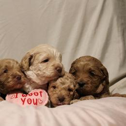 Australian Labradoodle Puppies from Llewellyn's Grove Labradoodles