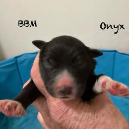 Onyx - Black & white male Australian Shepherd puppy in Ellensburg, Washington from Creekside Aussies