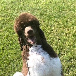 Wellington - Poodle