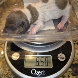 AKC Isabella piebald On reserve until thriving - Piebald male Dachshund puppy in Las Cruces, New Mexico from The Dachshund Den