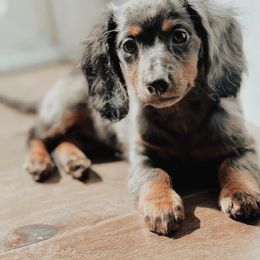 Dachshund Puppies from Golden Creek Farm