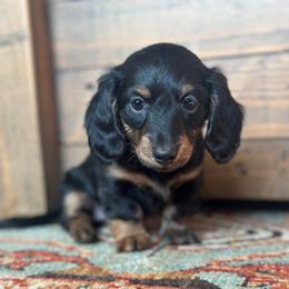 Pink - Black and tan female Dachshund puppy in Hope, Arkansas from Duckett Lane Dachshunds