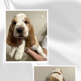 Basset Hound Puppies from Mariah Ochoa