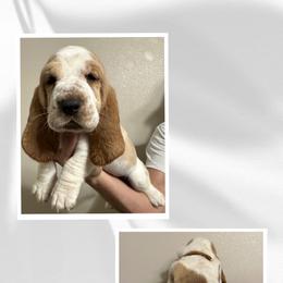 Basset Hound Puppies from Mariah Ochoa
