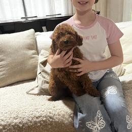 Pink collar - Red  female Goldendoodle puppy in Lake Butler, Florida from Mini Golden Doodles