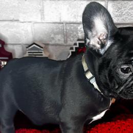 Girl 5 - Black and white French Bulldog puppy in Arizona from Frenchiepuphub