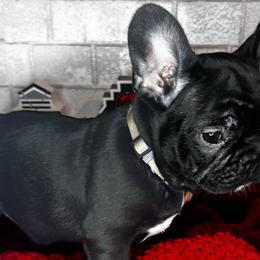 Girl 5 - Black and white French Bulldog puppy in Arizona from Frenchiepuphub