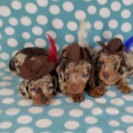 Dachshund Puppies from Newbern's Nuggets