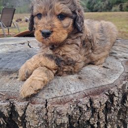 Cane blue collar - Chocolate merle male Bernedoodle puppy in Lafayette, Alabama from Williams Lake Doodles