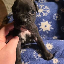 Red - Brindle male Boxer puppy in Caspian, Michigan from Andrus Family Boxers