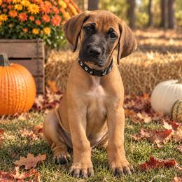 Puppy 1 - Fawn male Great Dane puppy in Ocala, Florida from Oak Haven Great Danes