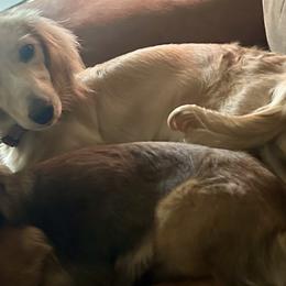 Lady - Dachshund